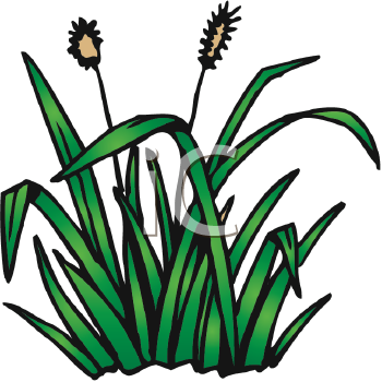 Garden Weed Clipart