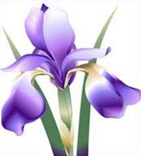 Free Iris Clipart