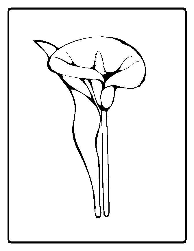 Luau Flowers Coloring Pages. buttercup flower clip art at clker ...