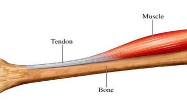 Unit 09: Skeletal and Muscular Systems at home school - StudyBlue