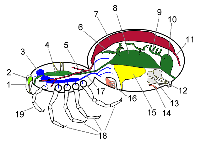 Chelicerata