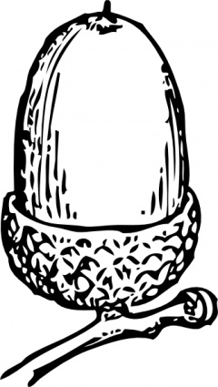 acorn_clip_art.jpg