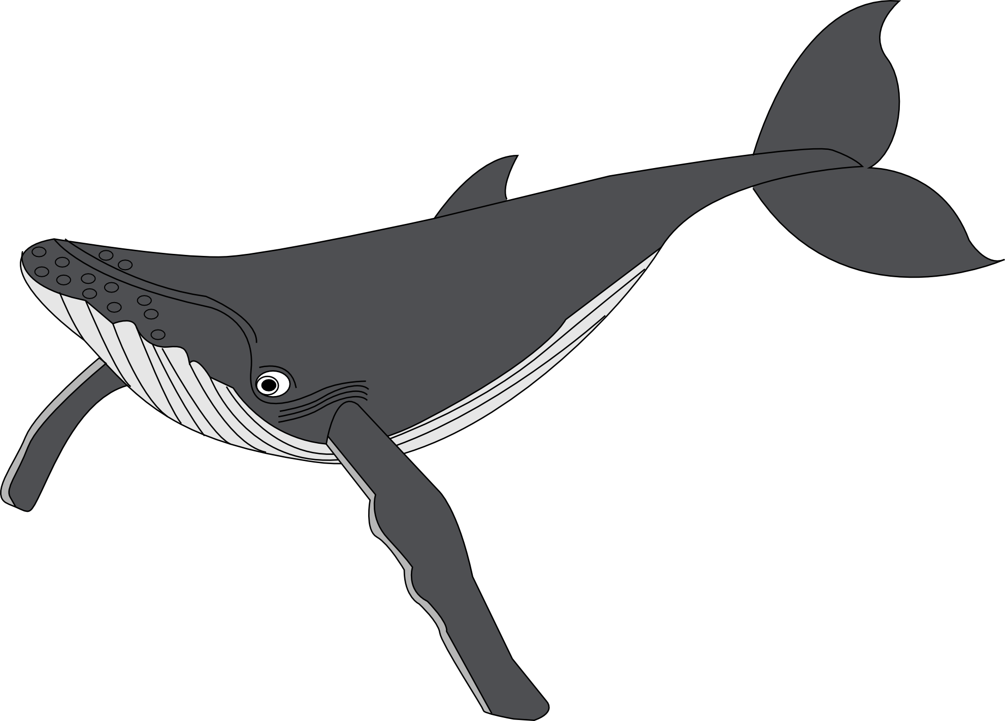 Clip Art: baleine whale scallywag March ...