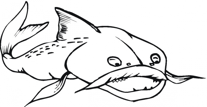 Catfish coloring pictures | Super Coloring