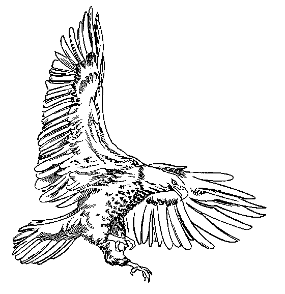 Bald Eagle Clipart
