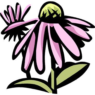 Discover Herbal Medicine with New Vitality Tuition