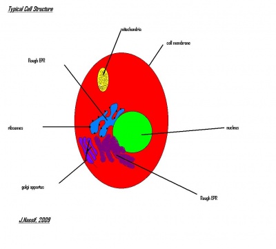 2009 Group 10 Project - CellBiology