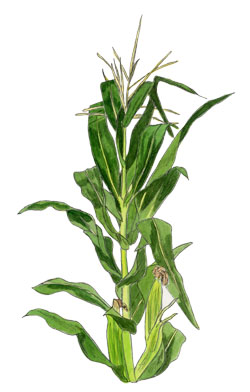 Corn stalk clip art