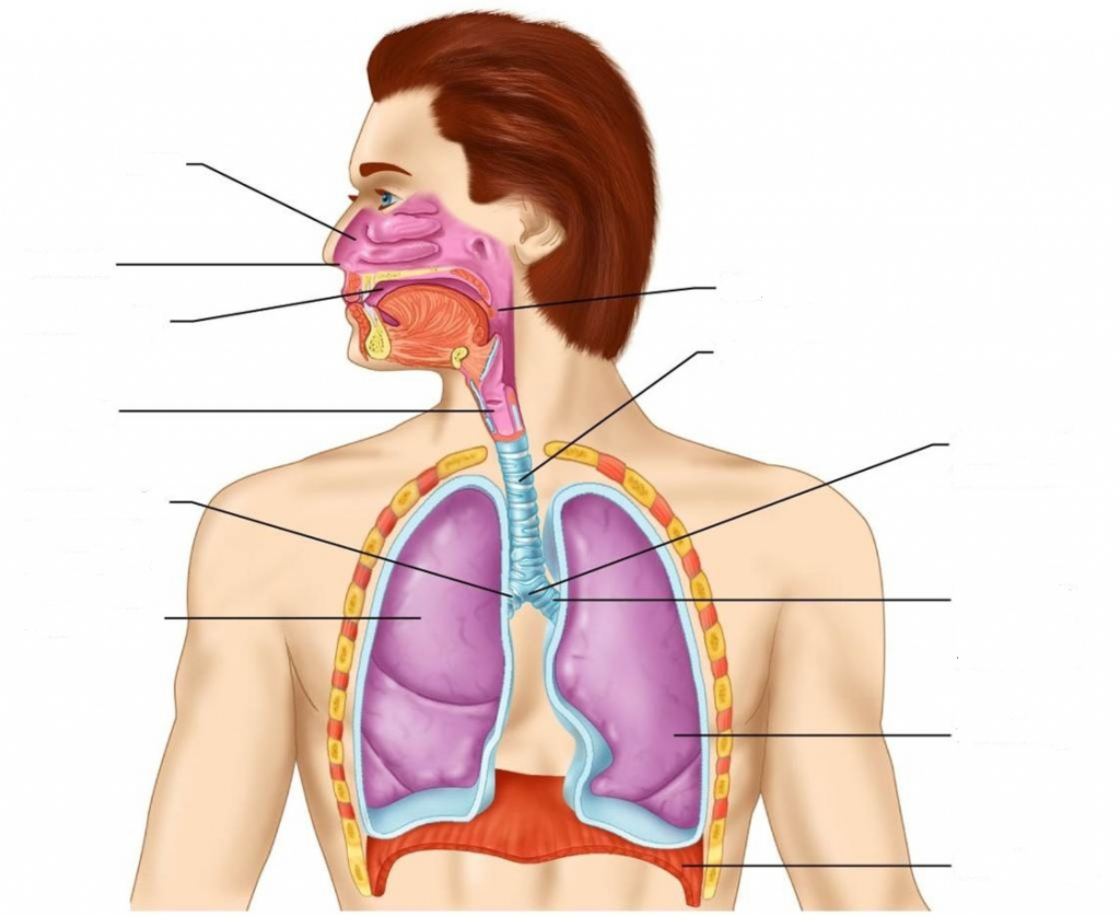 Respiratory System Diagrams - Anatomy Body Charts