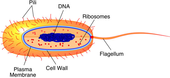 Labeled Parts Of A Microscope