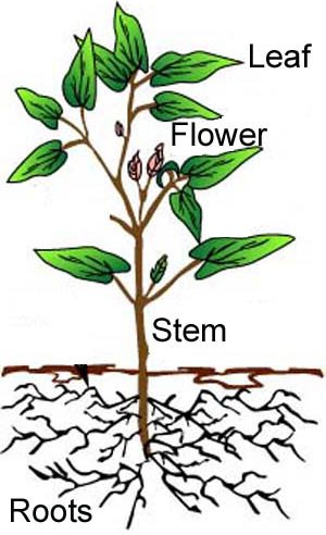 Parts of a plant for kids clipart