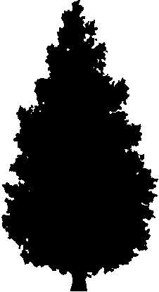 Evergreen Tree Silhouette