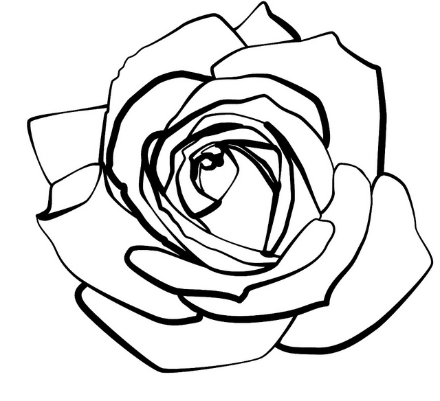 Rose line | Flickr - Photo Sharing!