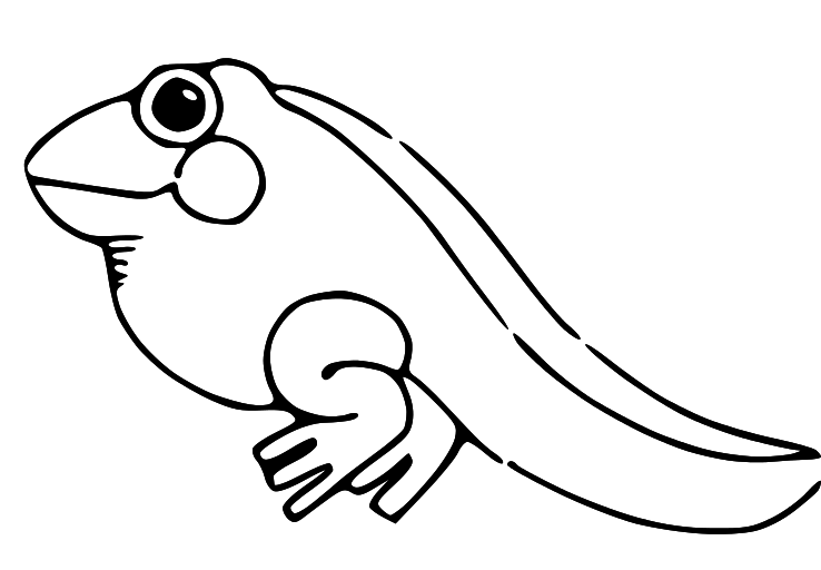 16+ Frog Tadpole Clipart
