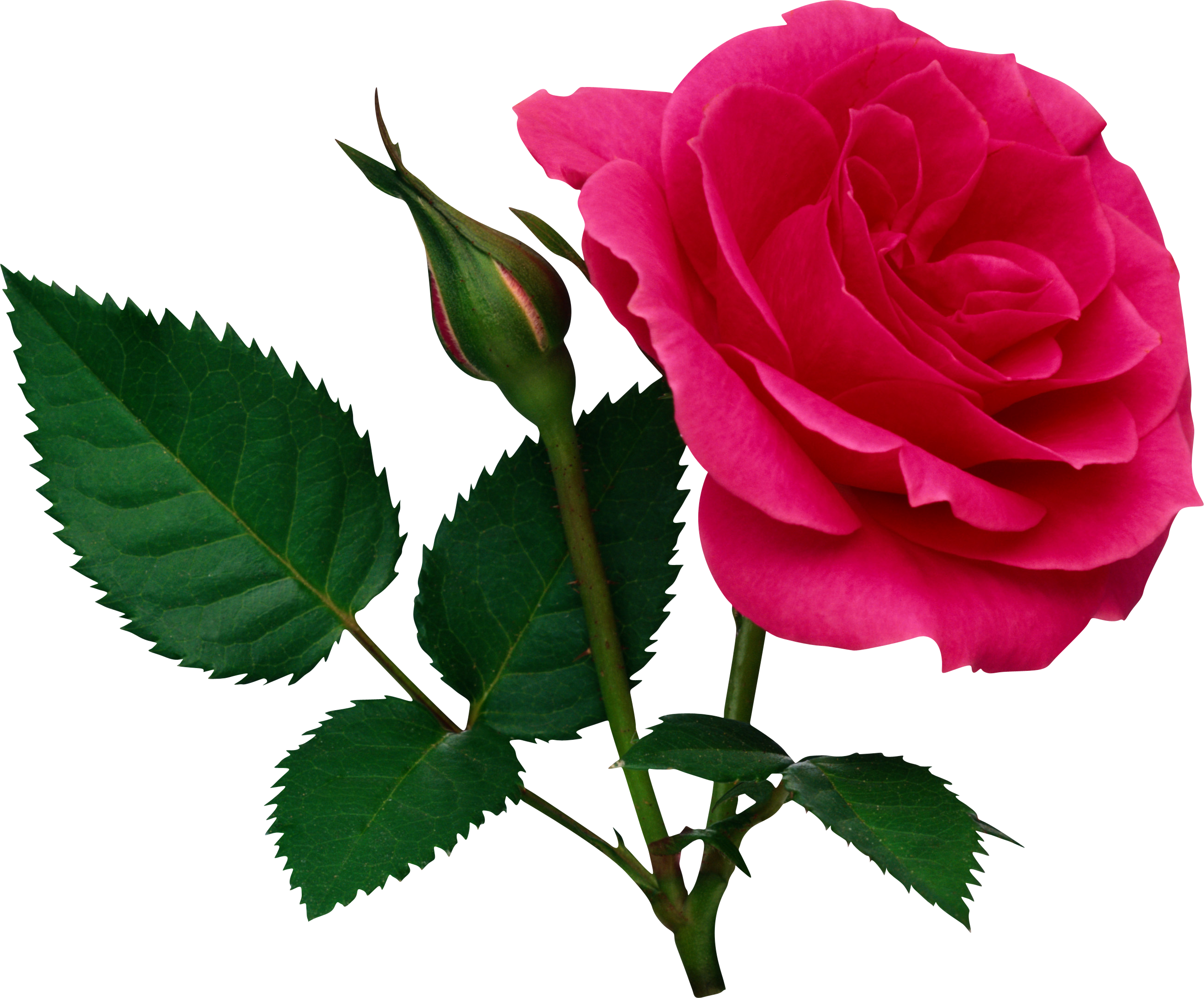Rose Png | Free Download Clip Art | Free Clip Art
