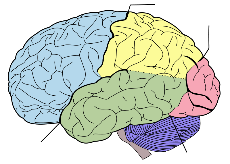 Brain diagram clipart