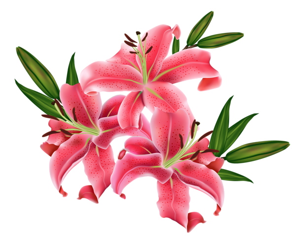 Gallery - Flowers PNG