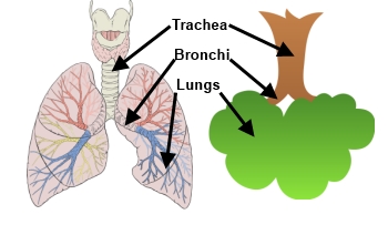 The Lungs Lesson for Kids: Definition & Facts | Study.com