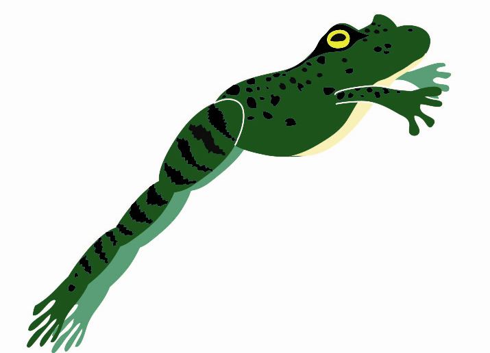 Leaping Frog Pictures