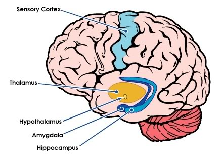 Imgs For > Amygdala Hypothalamus