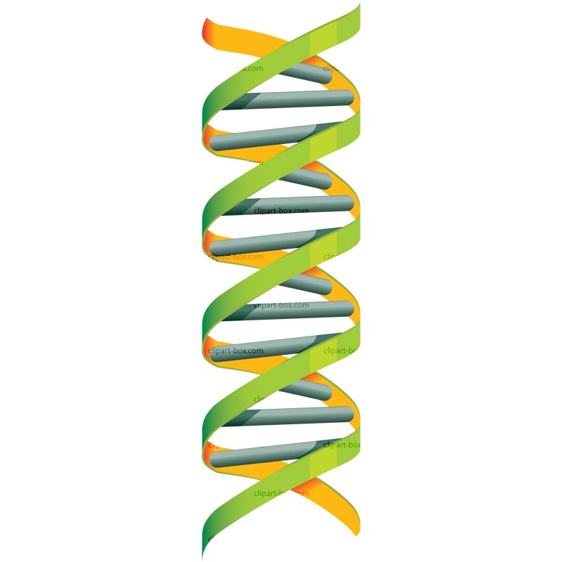 Dna strand clipart free