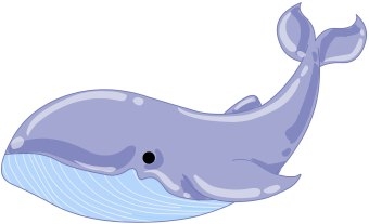 Humpback Whale Clipart