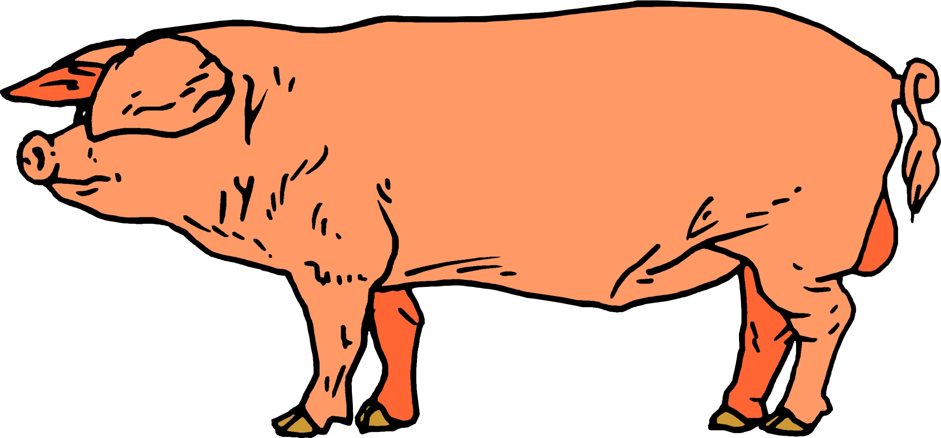 Cartoon Pig