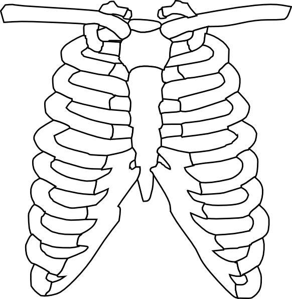 Rib Cage clip art Free Vector