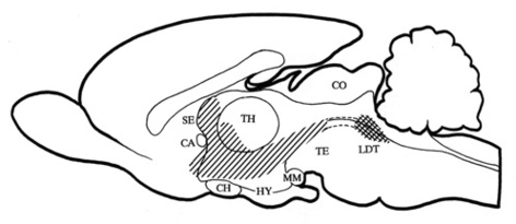 Brain Diagram Blank Clipart - Free to use Clip Art Resource