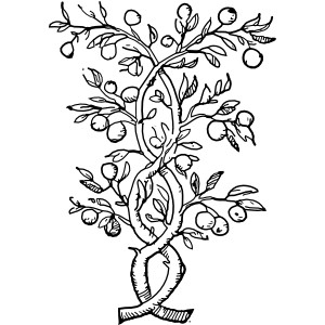 Fruit tree clipart black and white
