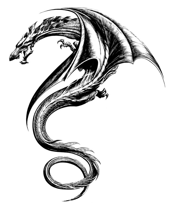 1000+ images about Dragons