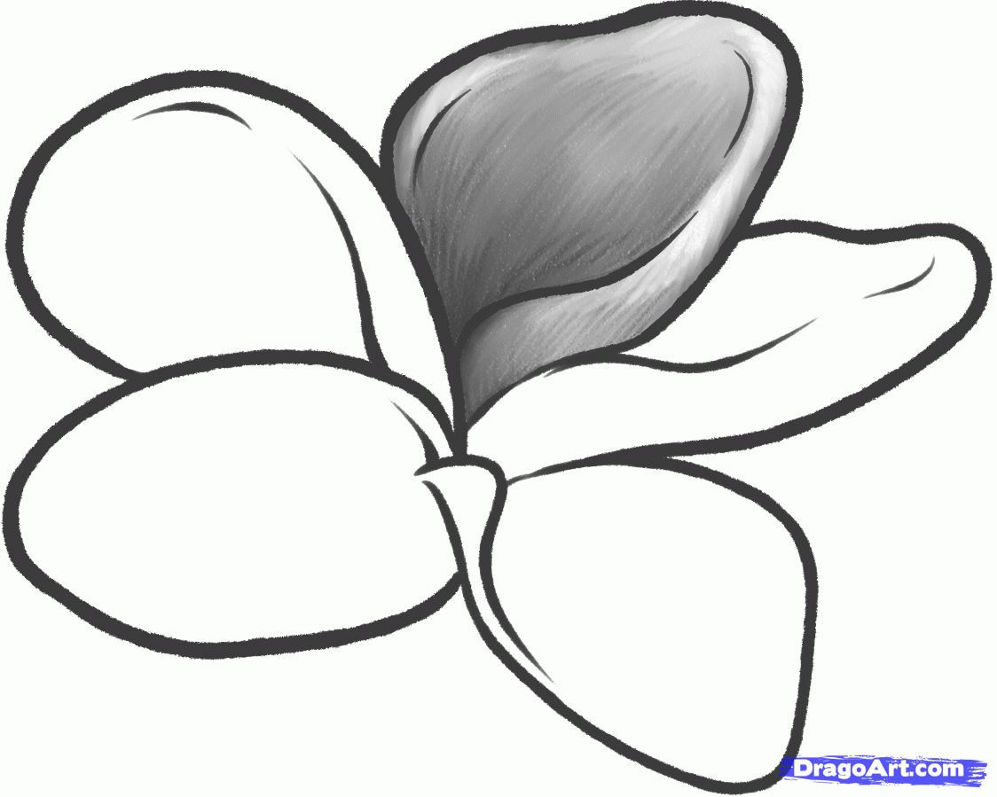 How to Draw a Frangipani, Plumeria Flower, Step by Step, Flowers ...