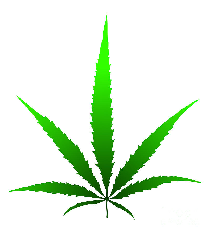 Pot Leaf Drawing