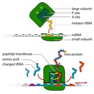Protein Synthesis - Translation