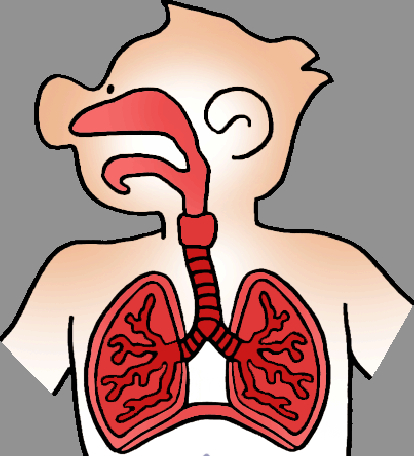 SCIENCE AND ENVIRONMENT 1st and 2nd Year: INSIDE YOUR BODY!! (2nd ...