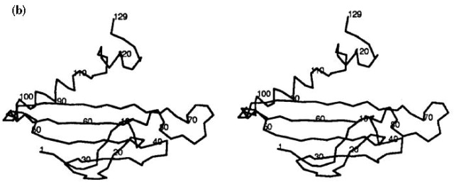 Crystal structure of the MS2 coat protein dimer: implications for ...