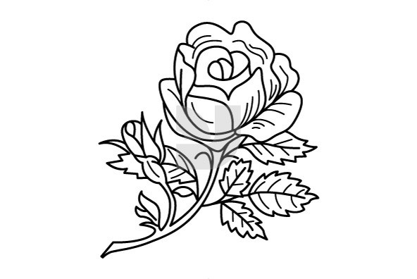 Vectors - Botanicals 10 (Roses) by Ben Yin Pan Kwok - YouWorkForThem