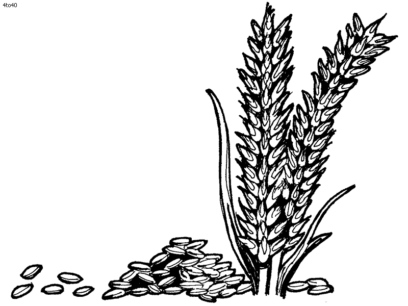 Grass Coloring Book, Grass Coloring Pages, Grass Top 20 Coloring Pages