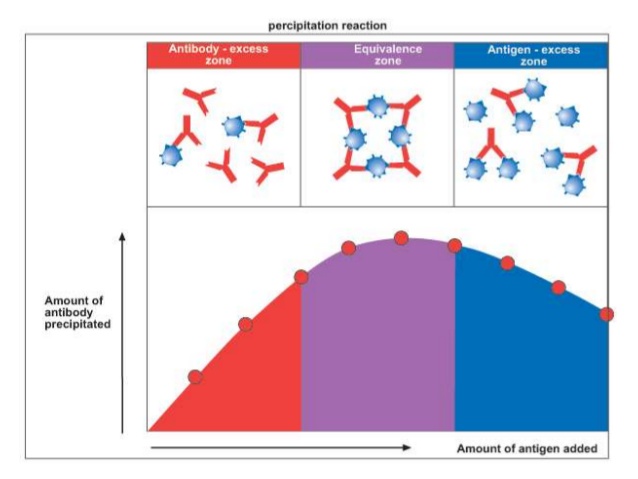 Antigen &amp; Antibody Interactions