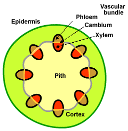 Click4Biology