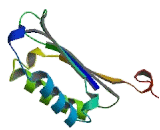 Macrophage Migration Inhibitory Factor (MIF) - USCN
