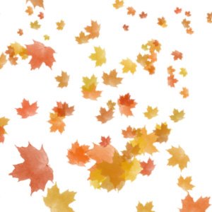 leaf Images, Graphics, Comments and Pictures