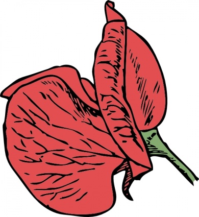 Sweet Pea clip art vector, free vectors