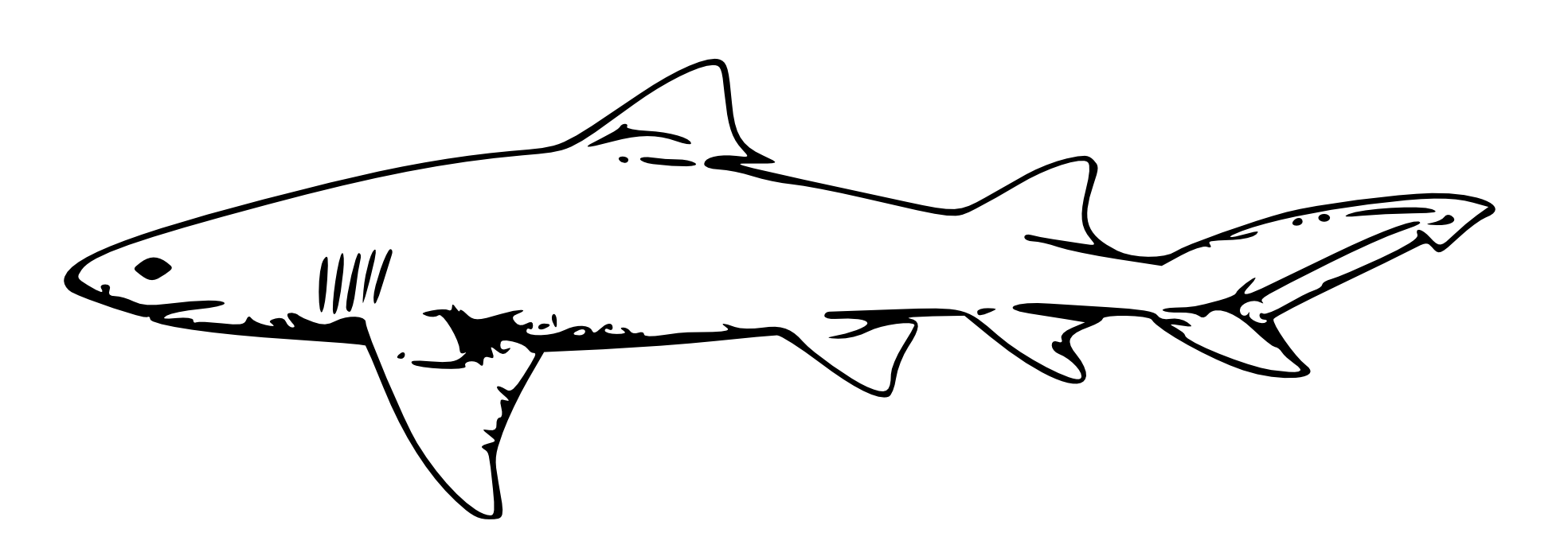 Shark Line Art - ClipArt Best