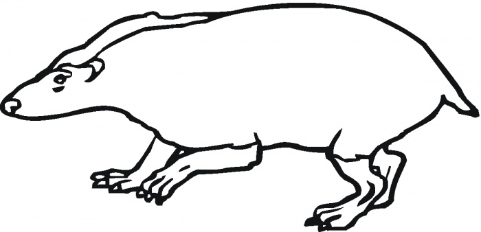 Badgers coloring pages | Super Coloring