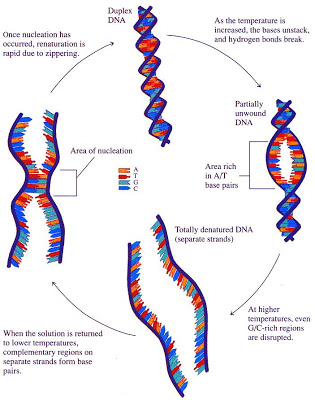 Sandwalk: DNA Denaturation and Renaturation and the Role of ...