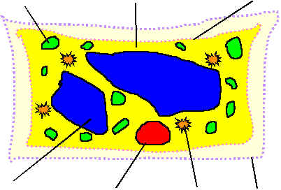 A Simple Model Of A Bacterial Cell - ClipArt Best