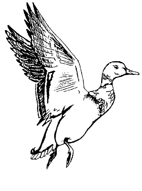 Duck Hunting Coloring Pages