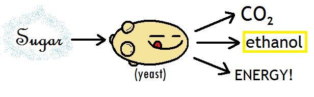 yeast.jpg