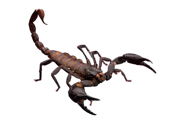 Scorpion, Search and Google